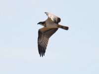 Fischadler (Pandion haliaetus) 08